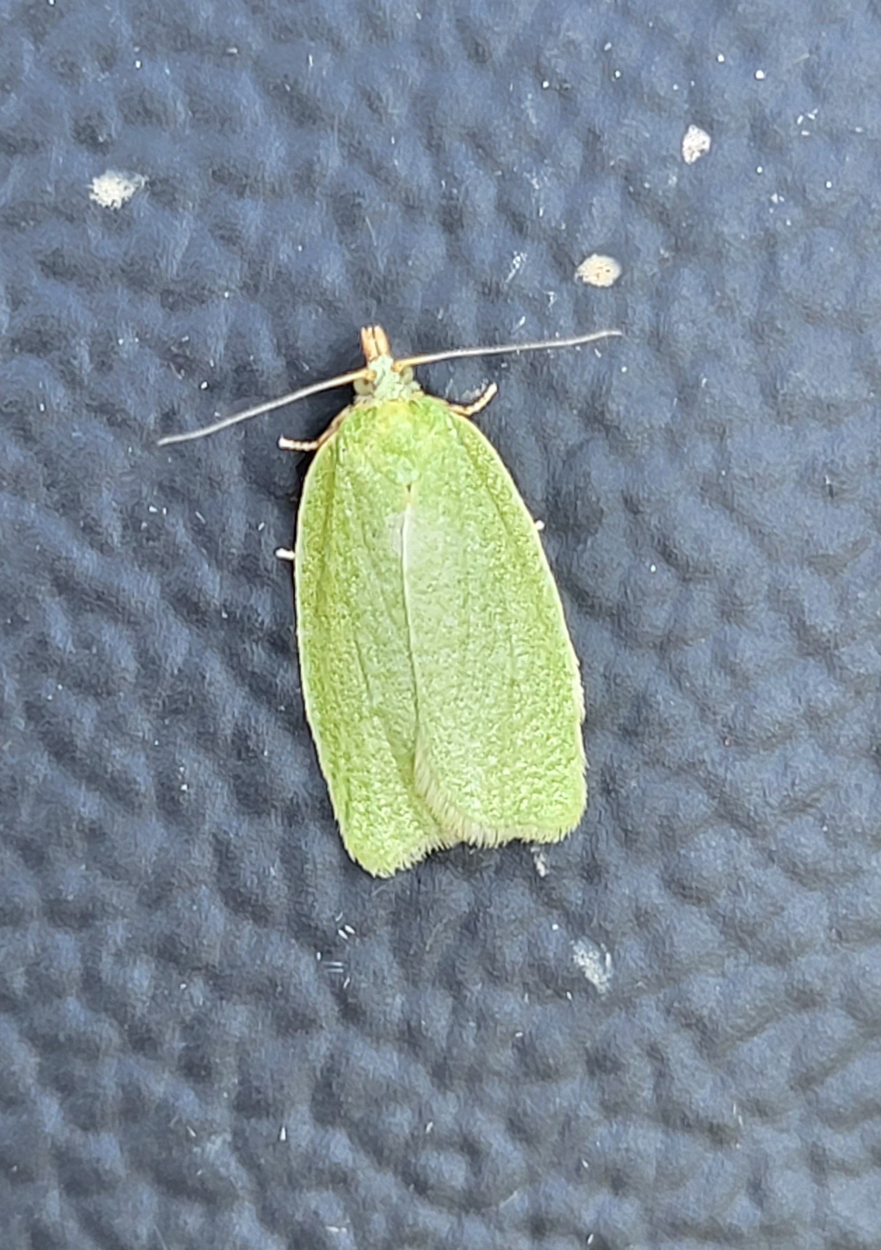 Photo of Green Oak Tortrix (Tortrix viridana)